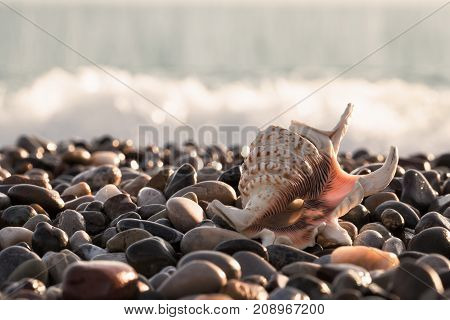 Beautiful seashell on the sea stony shore. Seascape. The concept of freedom and travel.