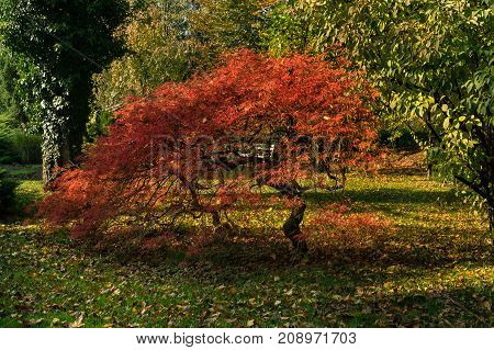 Japanese maple bonsai of red color in autumn in the park of Slovenia.