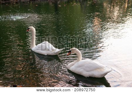Two white swans swimming and feeding on a calm pond with reflecting light of the sunset.