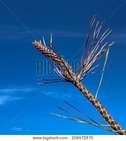 Spiky, dry, wild plant against blue sky.