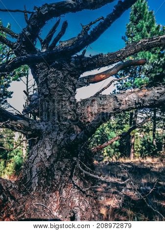 Dry tree with several long branches in Montana.