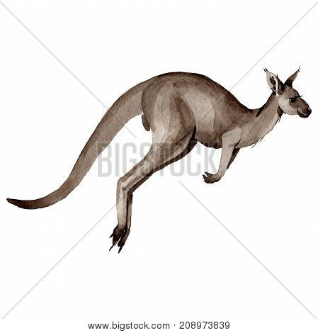 Exotic kangaroo wild animal in a watercolor style isolated. Full name of the animal: kangaroo, wallaby, wallaroo. Aquarelle wild animal for background, texture, wrapper pattern or tattoo.
