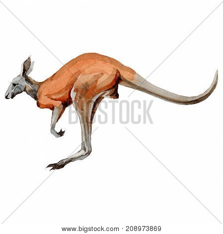 Exotic kangaroo wild animal in a watercolor style isolated. Full name of the animal: kangaroo, wallaby, wallaroo. Aquarelle wild animal for background, texture, wrapper pattern or tattoo.