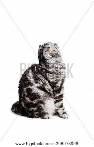 Portrait cat scottish fold sort on white background