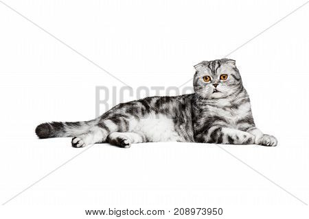 Portrait cat scottish fold sort on white background