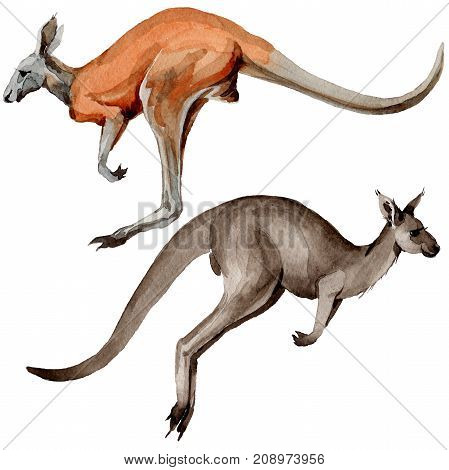 Exotic kangaroo wild animal in a watercolor style isolated. Full name of the animal: kangaroo, wallaby, wallaroo. Aquarelle wild animal for background, texture, wrapper pattern or tattoo.