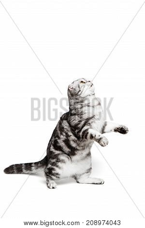 Portrait cat scottish fold sort on white background