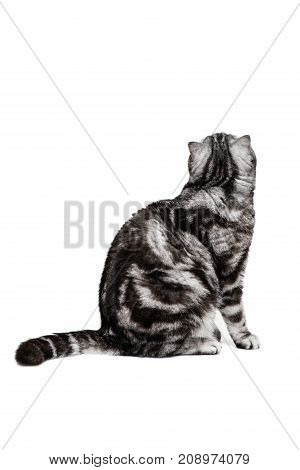 Portrait cat scottish fold sort on white background