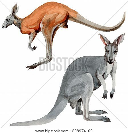 Exotic kangaroo wild animal in a watercolor style isolated. Full name of the animal: kangaroo, wallaby, wallaroo. Aquarelle wild animal for background, texture, wrapper pattern or tattoo.