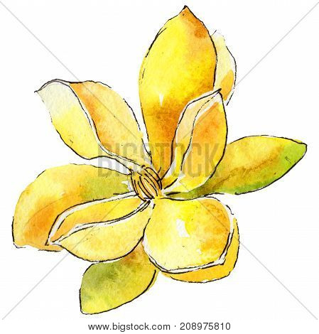 Wildflower gardenia flower in a watercolor style isolated. 