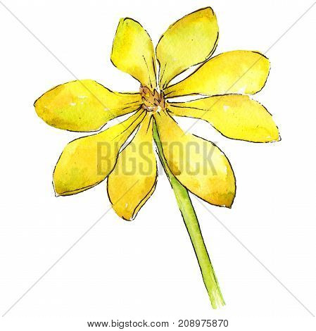 Wildflower gardenia flower in a watercolor style isolated. 