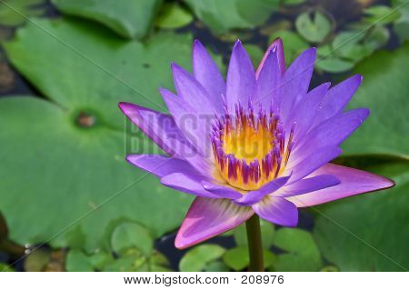 Ninfea viola