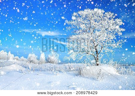 beautiful winter rural landscape with forest and blue sky. wintry frosty sunny day. snowy winterly landscape.