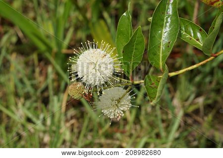 White Spiky Flowers (buttonbush)