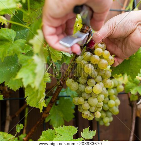 White Wine Grapes Risling, Ready To Harvest And Making Wine