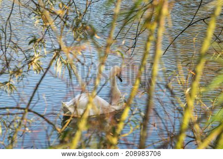 Mute Swan - Cygnus olorIn in lake water water with surrounding park trees in Ryton Pools, UK.