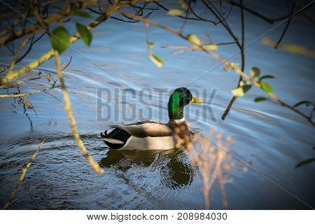 Anas platyrhynchos , solitary male mallard duck swimming between the tress in Ryton pools, west midlands, England.