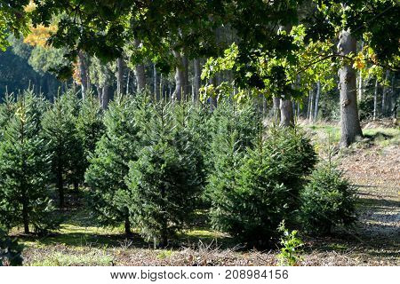 Christmas Tree Plantation In The Netherlands, Nordmann Fir Ready To Be Sold On Christmas Markt