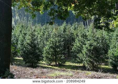 Christmas Tree Plantation In The Netherlands, Nordmann Fir Ready To Be Sold On Christmas Markt