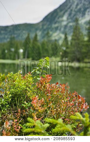 Small Forest Lake In Alpen Mountains, Place For Relaxation And Tranquil Vacation