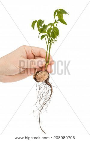 Female hand holds seedling of a walnut isolated on white background