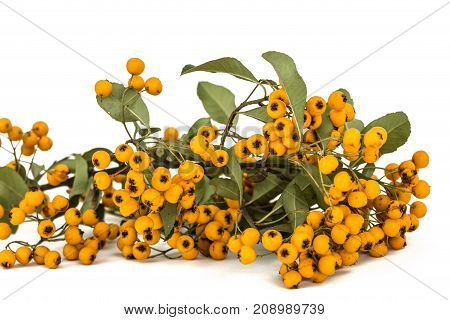 Yellow Berries Of Shrubby Pyracanthus, Lat. Pyracantha, Isolated On White Background