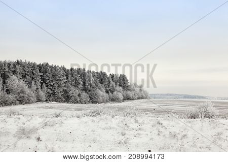 covered with white crystals, frostbitten trees in a mixed forest and bushes growing in the field. winter landscape with gray and white sky