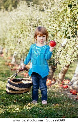 Closeup portrait of cute adorable little red-haired Caucasian girl child with blue eyes picking apples in garden on farm outside. Happy childhood concept