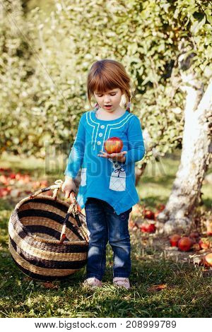 Closeup portrait of cute adorable little red-haired Caucasian girl child with blue eyes picking apples in garden on farm outside. Happy childhood concept
