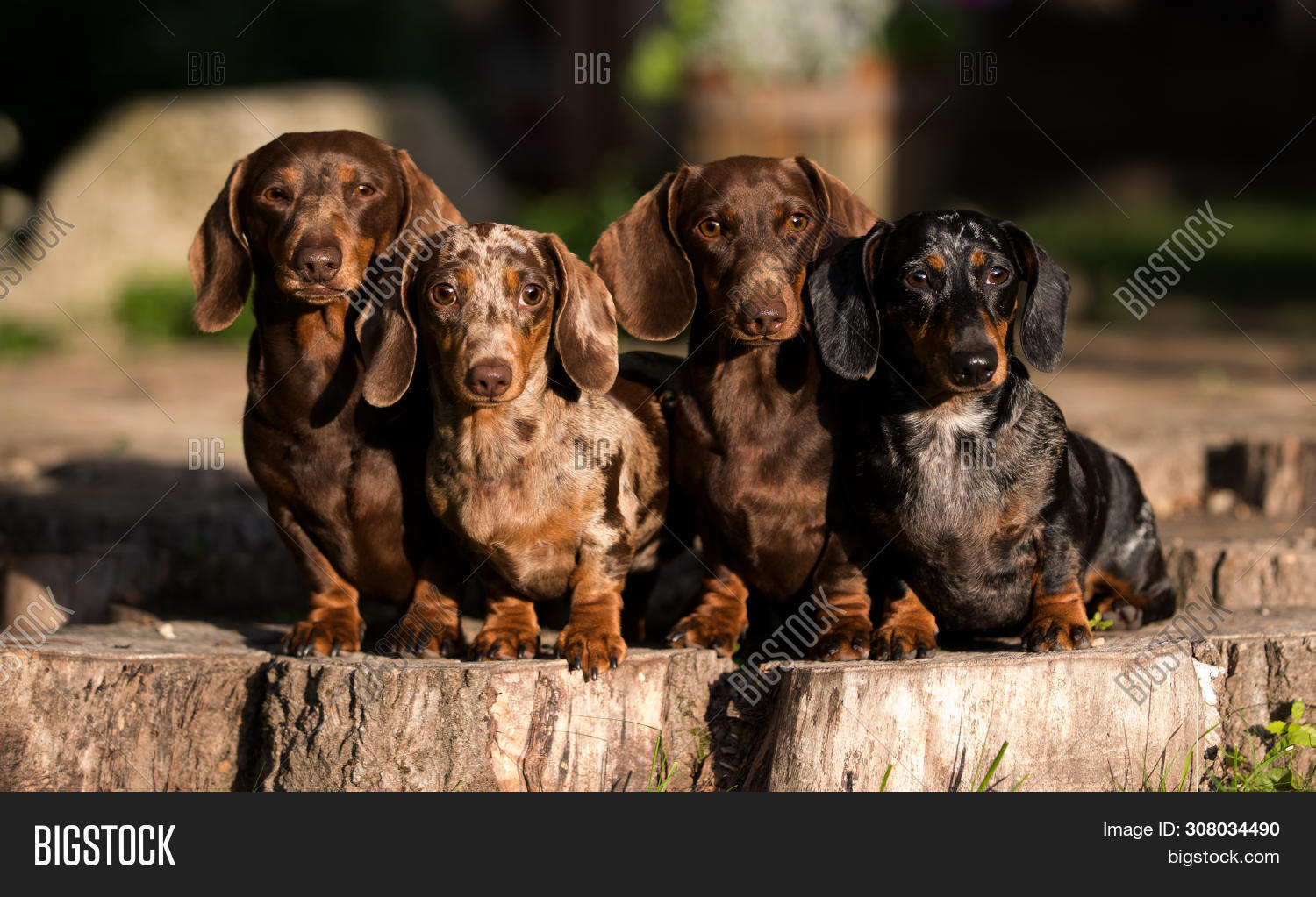 Group Dogs Dachshunds Image & Photo (Free Trial) Bigstock