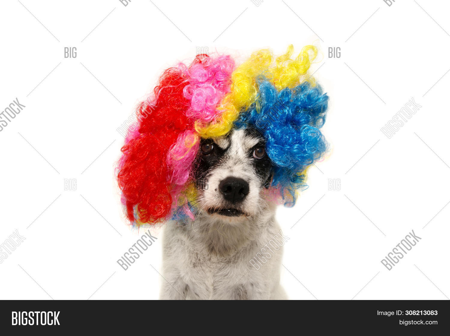 известные клоуны с собаками. собачий клоун 4 буквы. собачка клоунский костюм. счастливая собака парад. две собаки клоунов.