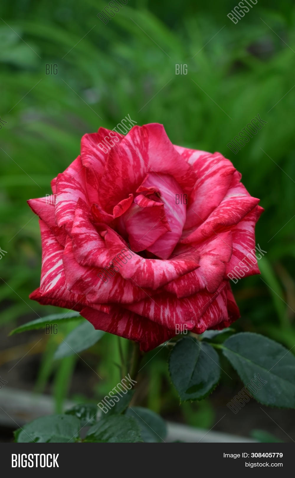 Red Striped Rose On Image & Photo (Free Trial) Bigstock