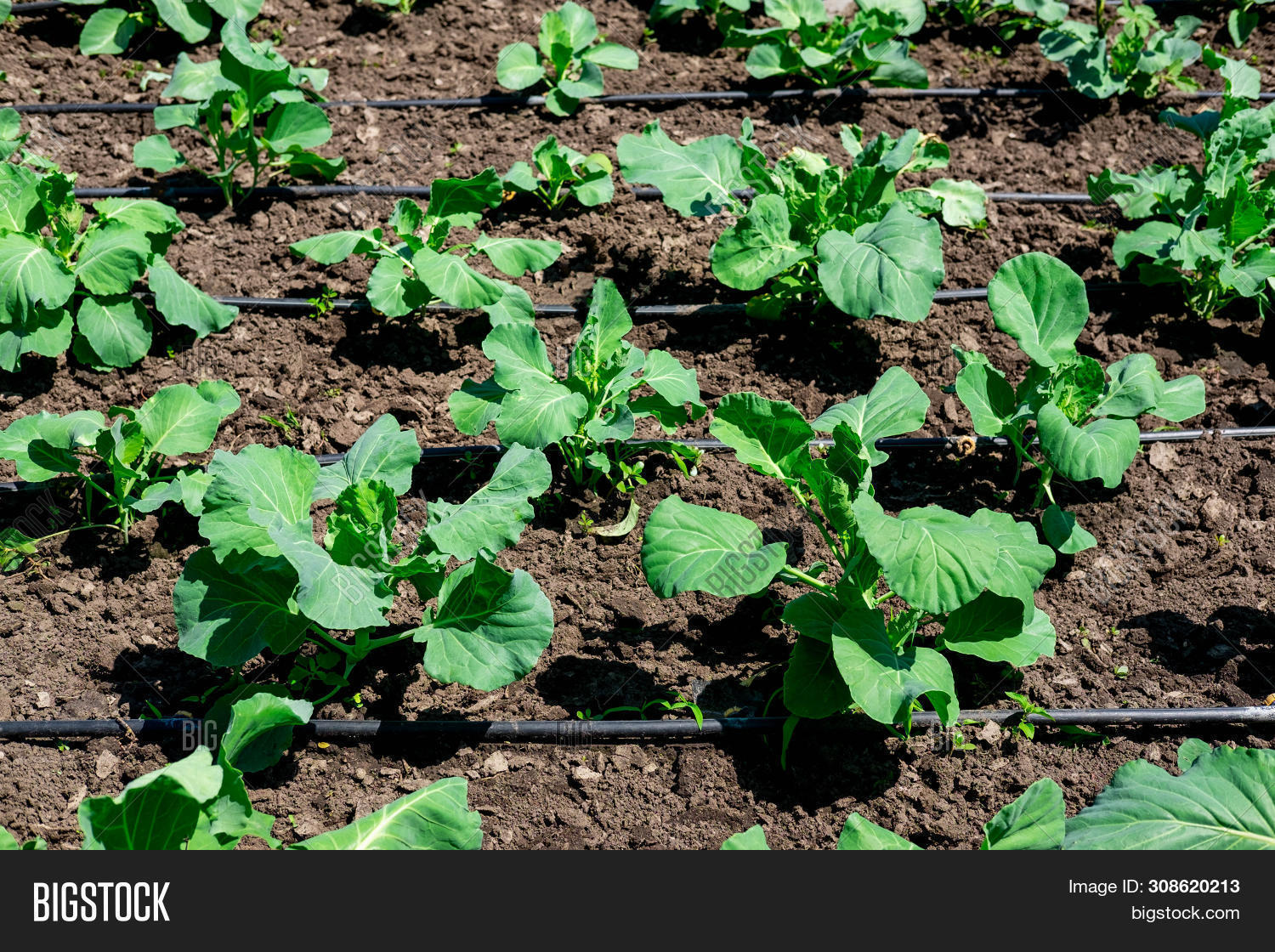 Photo Cabbage Sprout Image & Photo (Free Trial) Bigstock