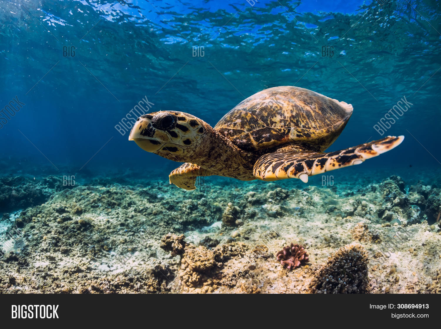 Turtle Swim Over Coral Image & Photo (Free Trial) Bigstock