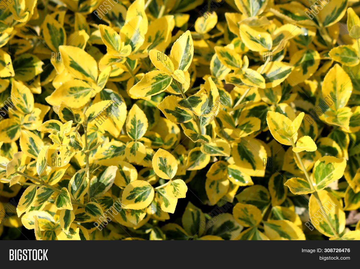 Background Texture Image & Photo (Free Trial) | Bigstock