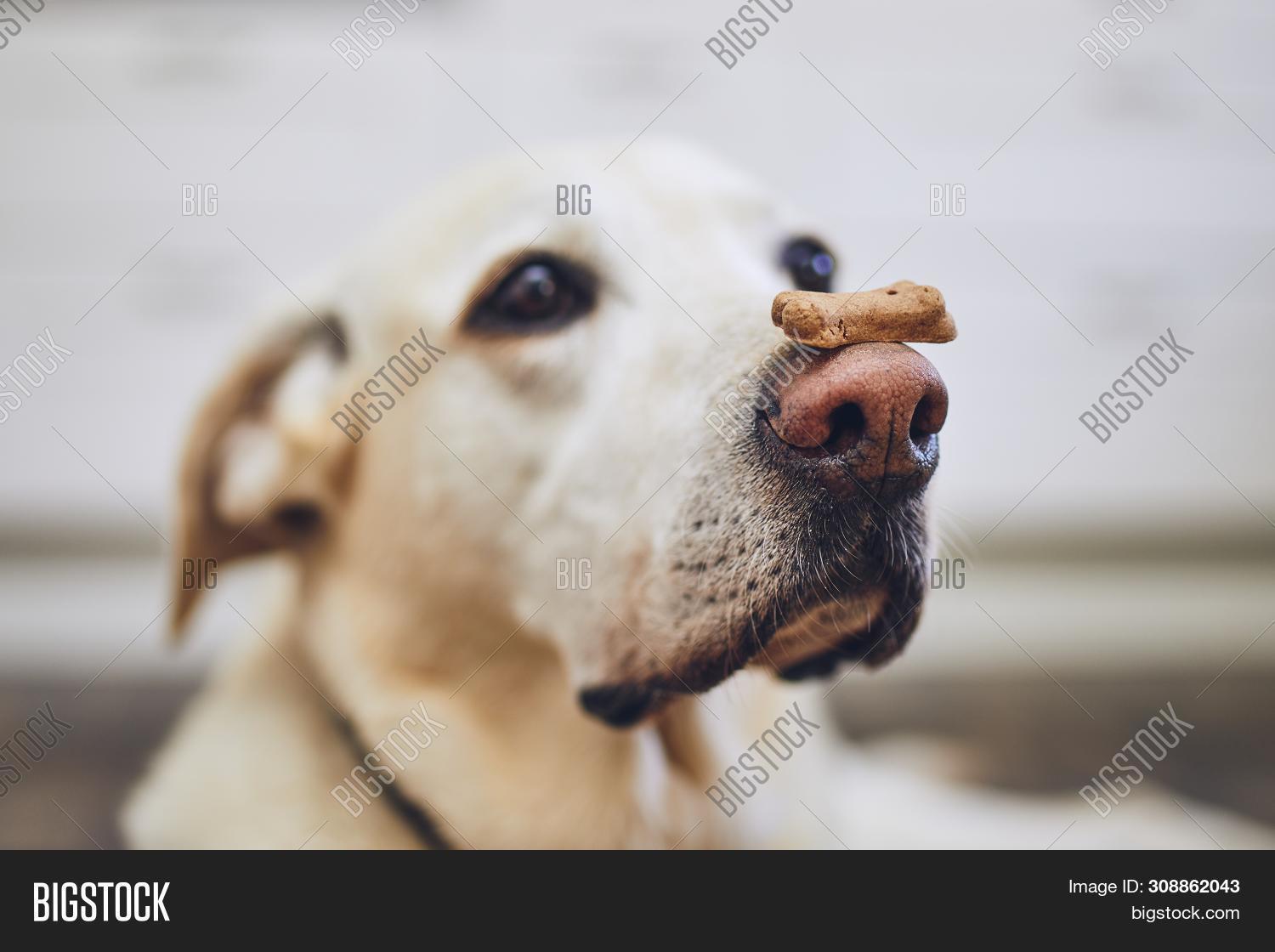 biscuit labrador