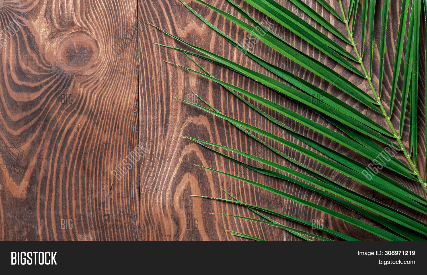Palm Leaves On Brown Image & Photo (Free Trial) Bigstock