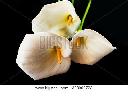 Kala Flower.white Feces Flower On A Black Background.big White Flower On Black Close-upclose-up