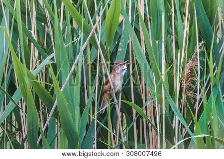 Great Reed Warbler Perching On Bulrush Stalk With Beak Open. Little Brown Passerine Bird (acrocephal