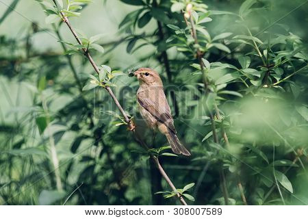 Feeding Willow Warbler Perching On Thin Branch With Beak Full Of Insects. Tiny Passerine Bird (phyll