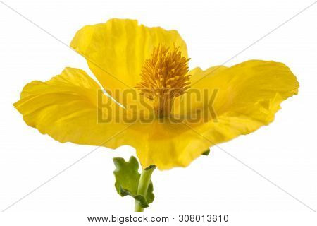Yellow Horned Poppy Isolated On White Background