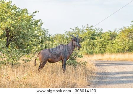 A Tsessebe Cow, Damaliscus Lunatus, Standing Next To A Gravel Road