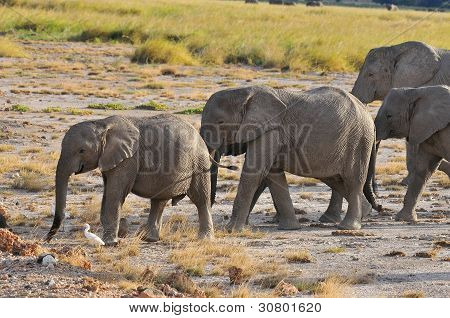 Amboseli National Park