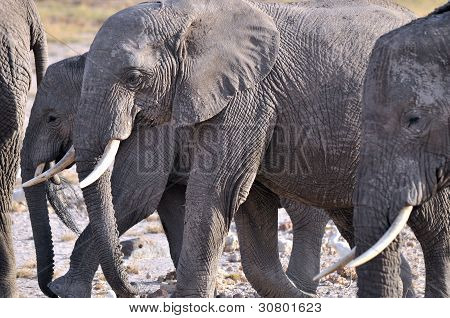 Amboseli National Park