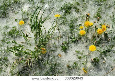 Soft Carpet Of Down Dandelions. White, Milky, Green And Yellow. Unusually Abundant Bloom.