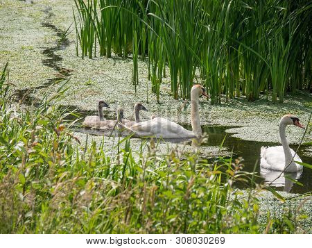 summer in a small village in the netherlands