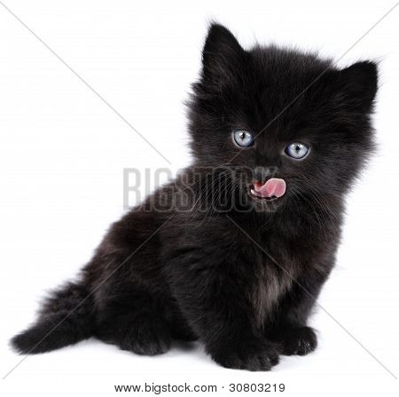 Negro pequeño gatito sentarse, licking, fondo blanco