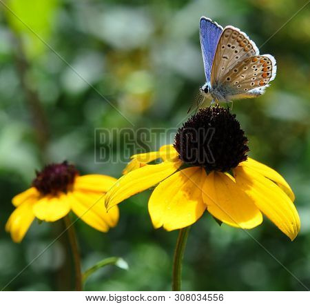 Bluebird Butterfly Sits On The Flowers Of Yellow Rudbeckia On A Hot Summer Day Against The Backdrop 
