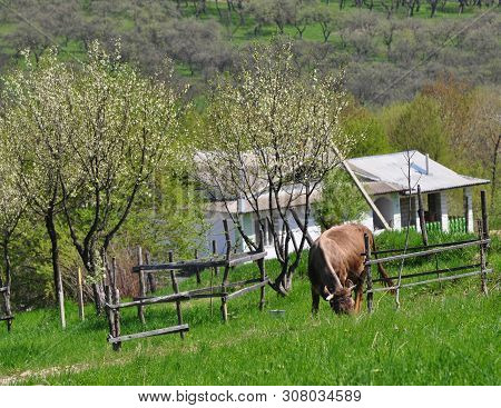 Plot With A House On The Green Hills In Spring. A Cow Grazes Among The Green Grass And Trees Near Th