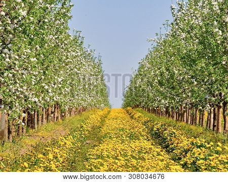 Apple Orchard In Spring In Bloom. Between The Rows Of Flowering Trees A Field Of Yellow Dandelions. 